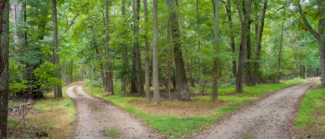 Two different paths in a forest.